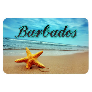 Ímã Tartaruga de Barbados