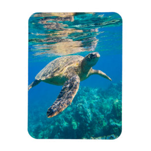 Ímã Tartaruga de mar da natação