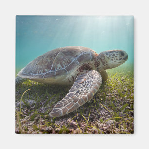 Imã Tartaruga de mar verde na baía do crepúsculo  