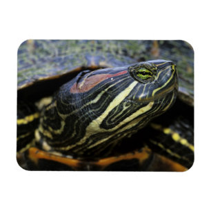 Ímã Tartaruga-de-orelha-vermelha, Trachemys scripta el