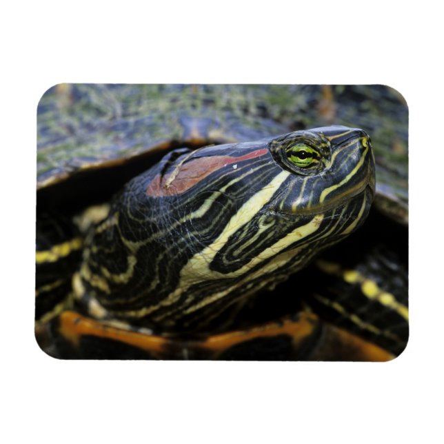 Ímã Tartaruga-de-orelha-vermelha, Trachemys scripta el (Horizontal)