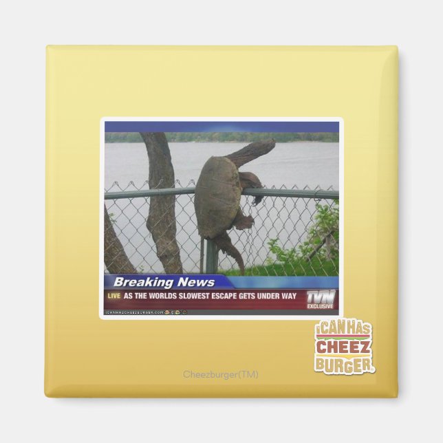 Imã Tartaruga de saída (Frente)