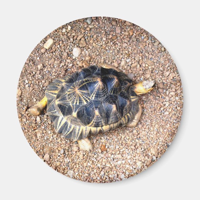 Imã tartaruga do deserto (Frente)