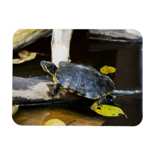 Ímã Tartaruga do slider da lagoa no selvagem