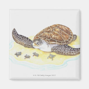 Imã Tartaruga e bebês de mar