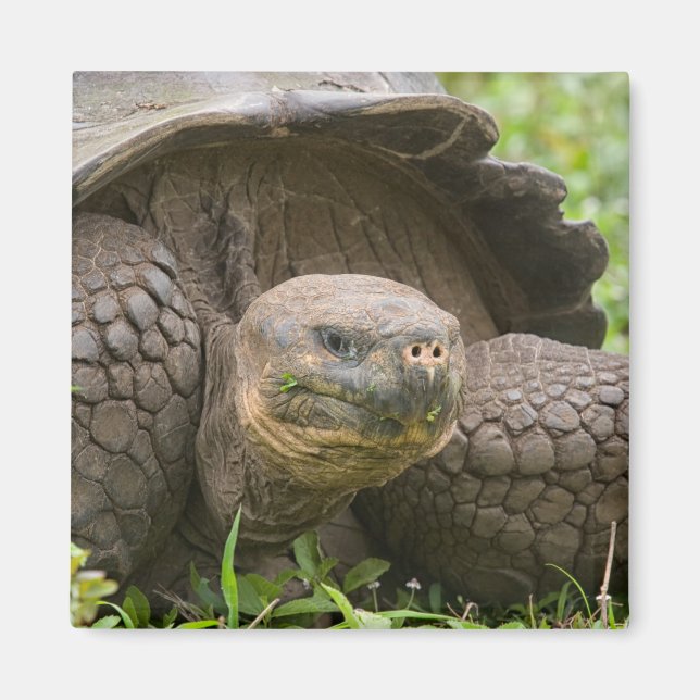 Imã Tartaruga gigante (Frente)