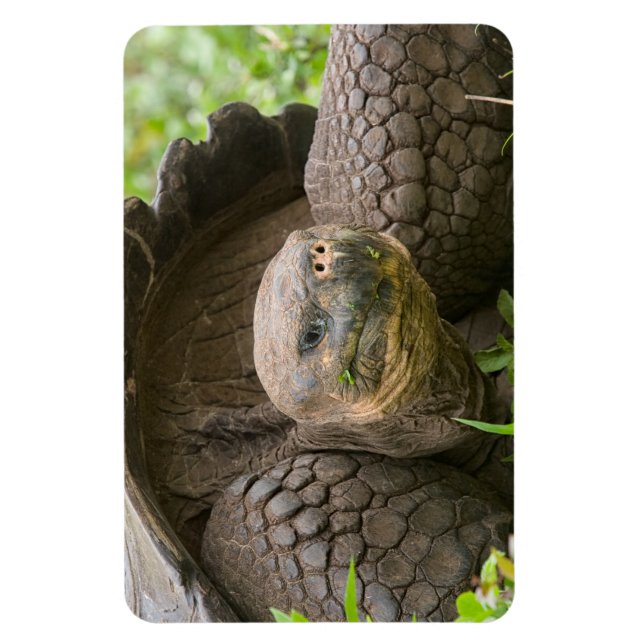 Ímã Tartaruga gigante (Vertical)