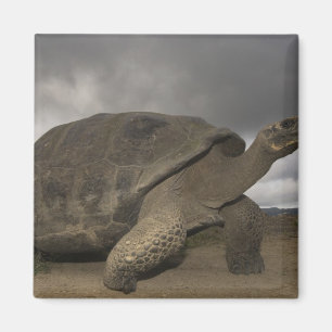 Imã Tartaruga gigante de Galápagos Geochelone