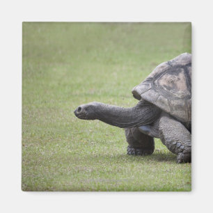 Imã Tartaruga gigante na grama