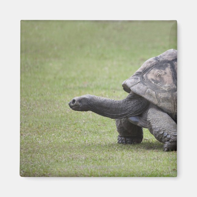 Imã Tartaruga gigante na grama (Frente)
