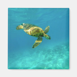 Imã Tartaruga marinha nadando em água oceânica turqu