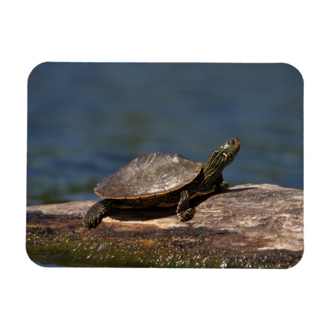 Ímã Tartaruga pintada em um tronco (Horizontal)