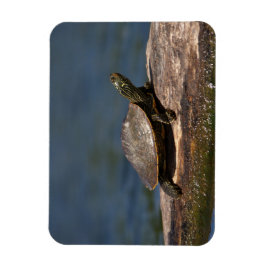 Ímã Tartaruga pintada em um tronco