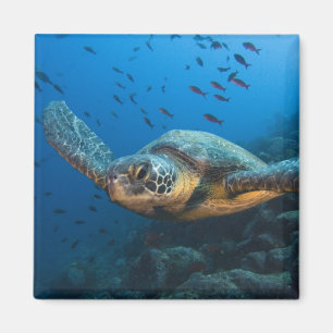 Imã Tartaruga Preta (Verde) (Chelonia agassizi)