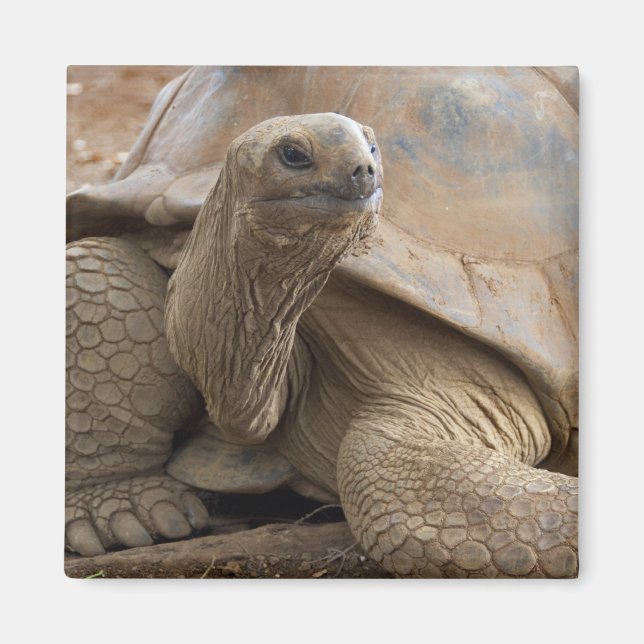 Imã Tartaruga terrestre de Aldabra das Seychelles (Frente)