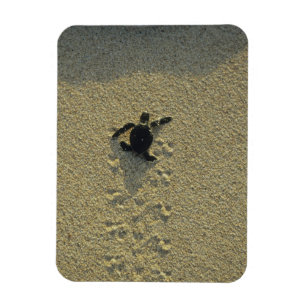 Ímã Tartaruga Verde, (Chelonia mydas), filhote