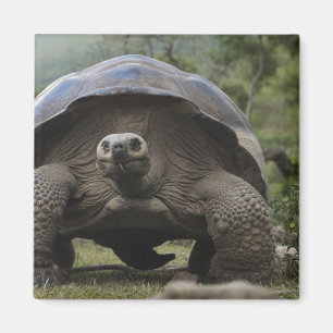 Imã Tartarugas Gigantes de Galápagos Geochelone