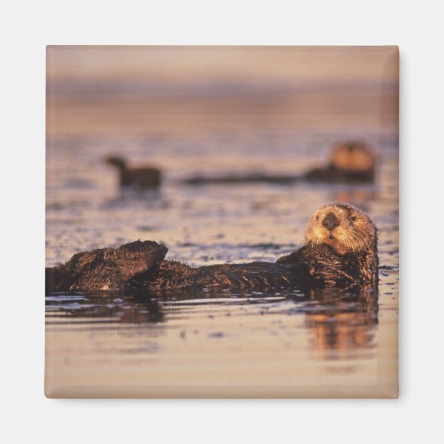 Imã Tartarugas marinhas, Enhydra lutris 3 (Frente)