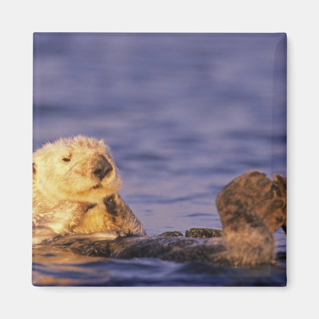 Imã Tartarugas marinhas, Enhydra lutris 4 (Frente)