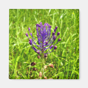 Imã Tassel-Hyacinth Magnet