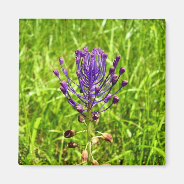 Imã Tassel-Hyacinth Magnet (Frente)