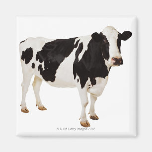 Imã Taurus do Bos da vaca de Holstein