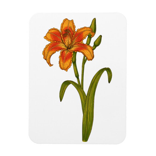 Ímã Tawny Daylily (Vertical)