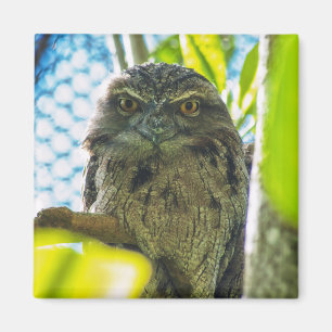 Imã Tawny não é coruja