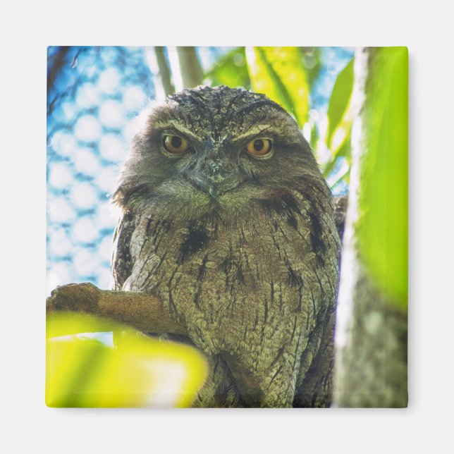 Imã Tawny não é coruja (Frente)