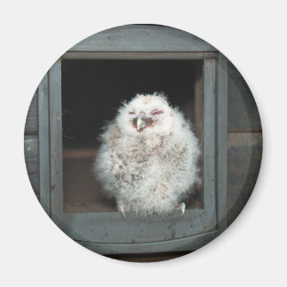 Imã Tawny Owl