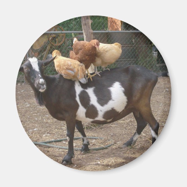 Imã Táxi de cabra (Frente)