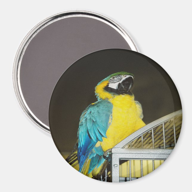 Imã Taz. (Front/Back)