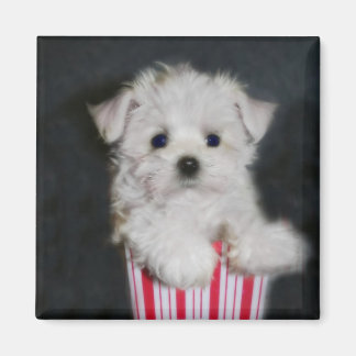 Imã teacup maltese