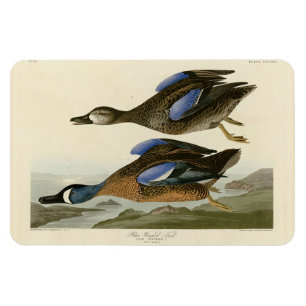 Ímã Teal de asa azul das Aves da América de Audubon
