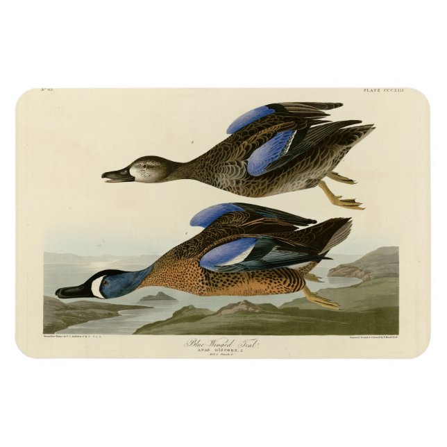 Ímã Teal de asa azul das Aves da América de Audubon (Horizontal)