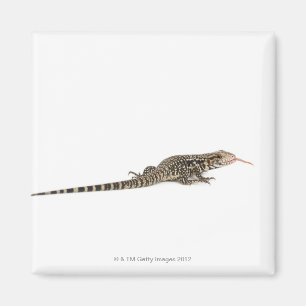 Imã Tegu azul - merianae do Tupinambis