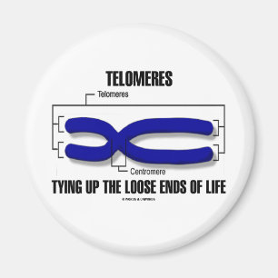 Imã Telomeres que amarra acima dos fins fracos da vida