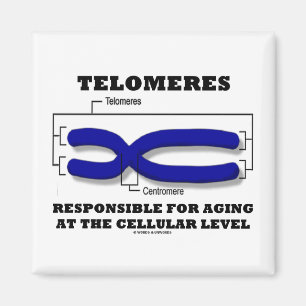 Imã Telomeres responsável para envelhecer a nível