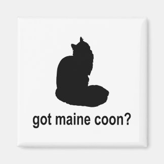 Imã Tem Maine Coon?