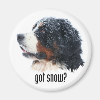 Imã tem neve? Bernese Magnet
