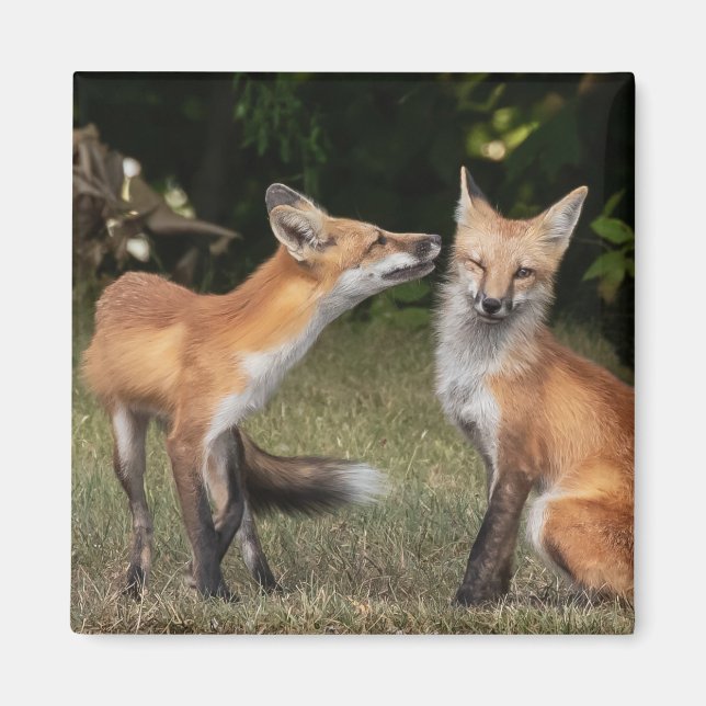 Imã Tem Uma Casa? (Frente)