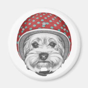 Imã Temerário do yorkshire terrier
