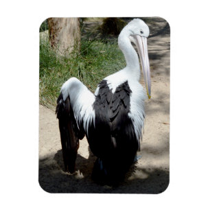Ímã Tempo Pelicano Para Preen, Magnet