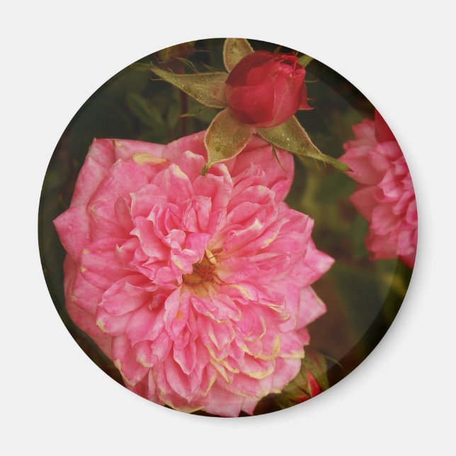 Imã Tempos Passados (Frente)