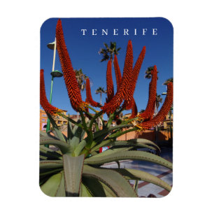 Ímã Tenerife Aloe Vera flores vê imã de geladeira