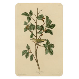 Ímã Tennessee Warbler, das Aves da América de Audubon
