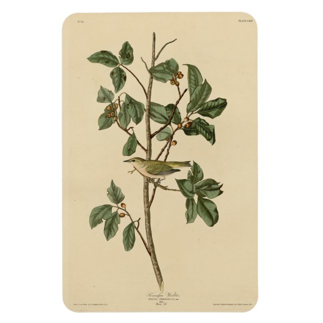 Ímã Tennessee Warbler, das Aves da América de Audubon (Vertical)