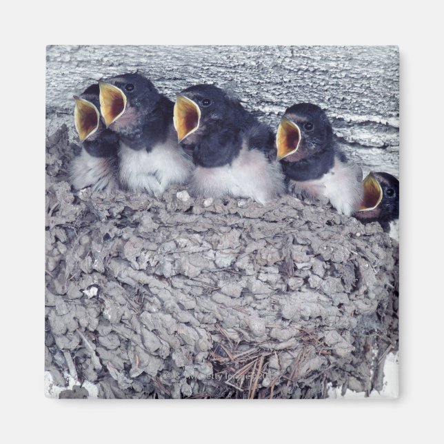 Imã tenra andorinha (Frente)