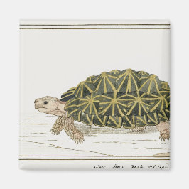 Imã Tent Tortoise | Turtle Beach Sea Animal