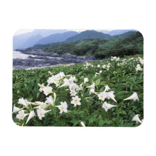 Ímã Teppo Yuri (Lírio), Yakushima, Kagoshima, Japão